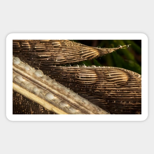 Water Drops on a Goose Feather Sticker by jecphotography